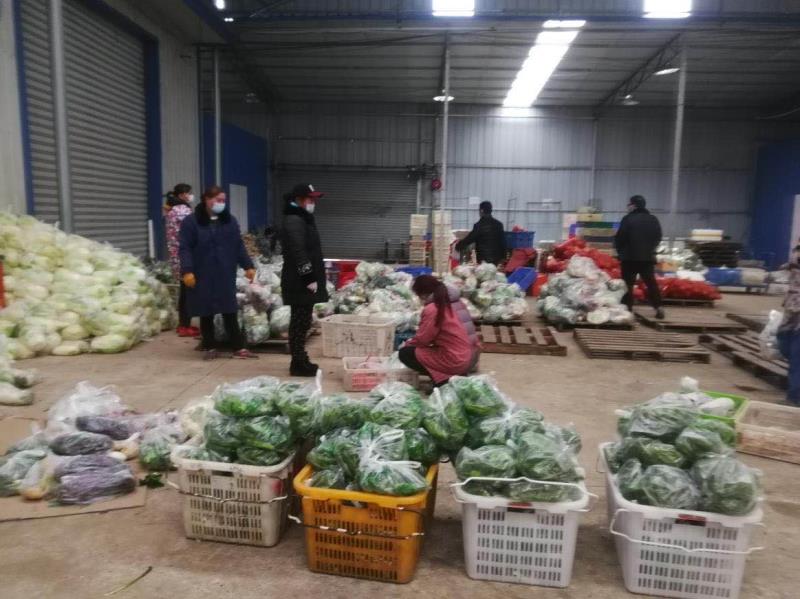 技術(shù)支撐 服務(wù)先行 武漢多措并舉保障快生菜供應(yīng)穩(wěn)定市場